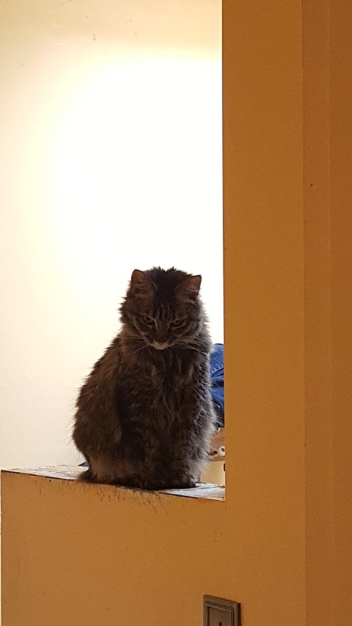 Hey Pandas, What’s Your Rescue Pet’s Name And Picture? Hey Pandas, What’s Your Rescue Pet’s Name And Picture?