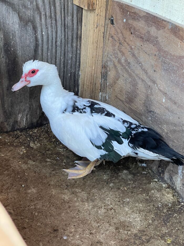 Hey Pandas, What’s Your Rescue Pet’s Name And Picture? Hey Pandas, What’s Your Rescue Pet’s Name And Picture?