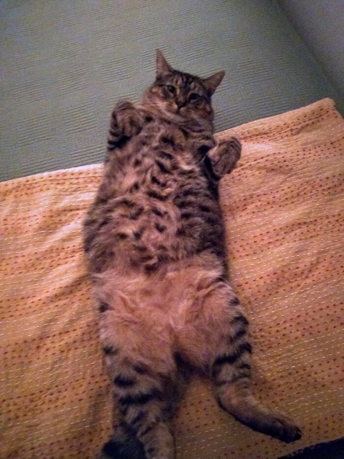 Hey Pandas, What’s Your Rescue Pet’s Name And Picture? Hey Pandas, What’s Your Rescue Pet’s Name And Picture?