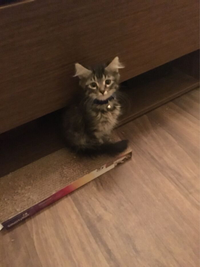 Hey Pandas, What’s Your Rescue Pet’s Name And Picture? Hey Pandas, What’s Your Rescue Pet’s Name And Picture?