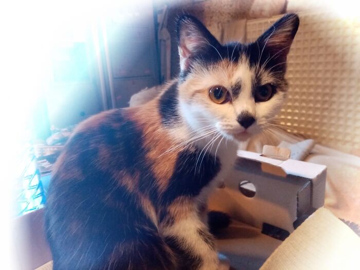 Hey Pandas, What’s Your Rescue Pet’s Name And Picture? Hey Pandas, What’s Your Rescue Pet’s Name And Picture?