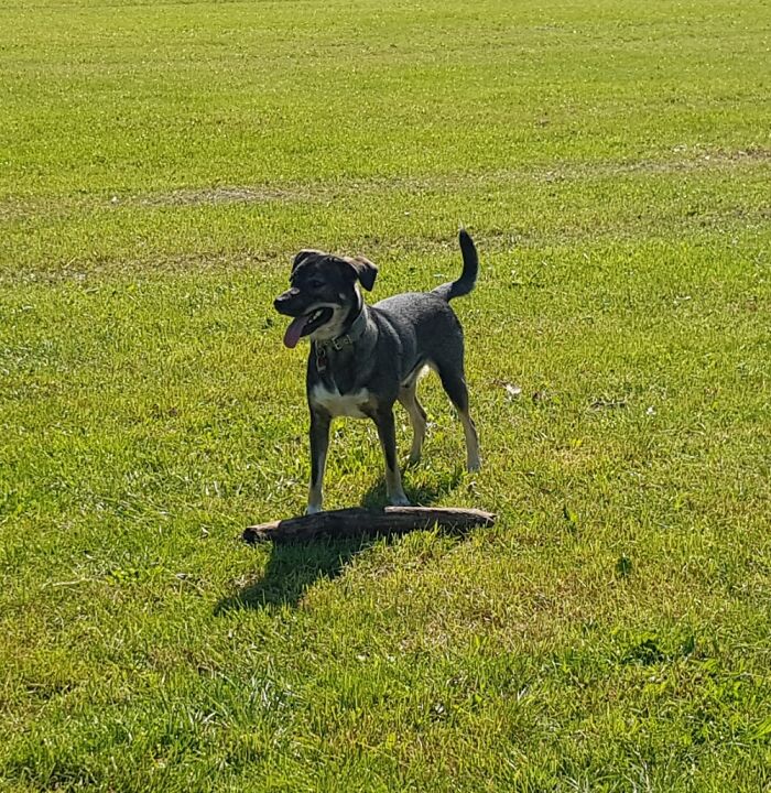 Hey Pandas, What’s Your Rescue Pet’s Name And Picture? Hey Pandas, What’s Your Rescue Pet’s Name And Picture?