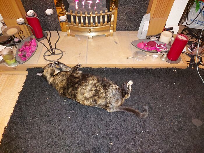 Hey Pandas, What’s Your Rescue Pet’s Name And Picture? Hey Pandas, What’s Your Rescue Pet’s Name And Picture?