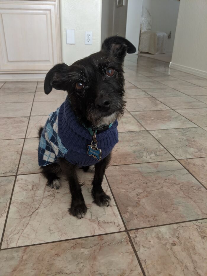 Hey Pandas, What’s Your Rescue Pet’s Name And Picture? Hey Pandas, What’s Your Rescue Pet’s Name And Picture?