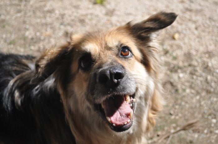 Hey Pandas, What’s Your Rescue Pet’s Name And Picture? Hey Pandas, What’s Your Rescue Pet’s Name And Picture?