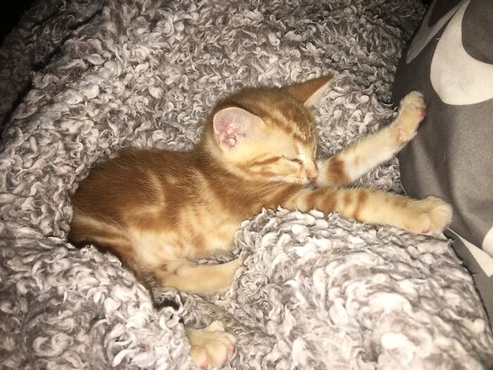 Hey Pandas, What’s Your Rescue Pet’s Name And Picture? Hey Pandas, What’s Your Rescue Pet’s Name And Picture?