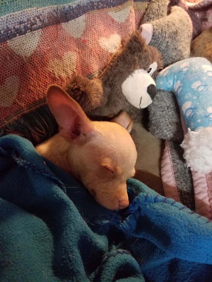 Hey Pandas, What’s Your Rescue Pet’s Name And Picture? Hey Pandas, What’s Your Rescue Pet’s Name And Picture?