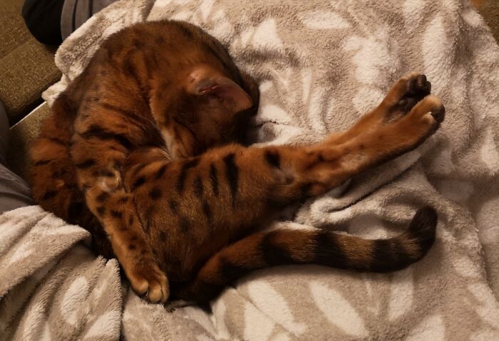 Hey Pandas, What’s Your Rescue Pet’s Name And Picture? Hey Pandas, What’s Your Rescue Pet’s Name And Picture?