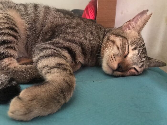 Hey Pandas, What’s Your Rescue Pet’s Name And Picture? Hey Pandas, What’s Your Rescue Pet’s Name And Picture?