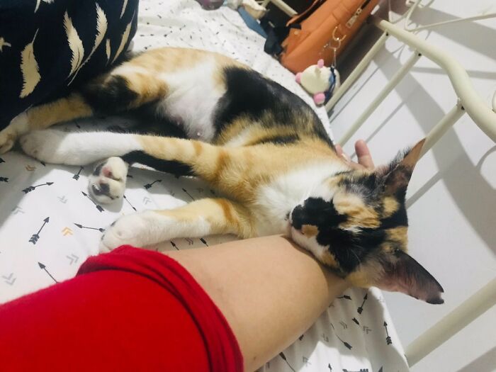 Hey Pandas, What’s Your Rescue Pet’s Name And Picture? Hey Pandas, What’s Your Rescue Pet’s Name And Picture?