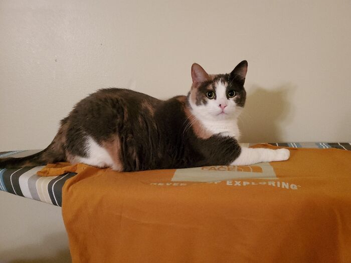 Hey Pandas, What’s Your Rescue Pet’s Name And Picture? Hey Pandas, What’s Your Rescue Pet’s Name And Picture?