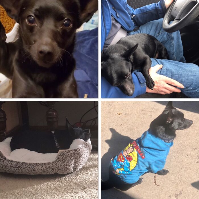 Hey Pandas, What’s Your Rescue Pet’s Name And Picture? Hey Pandas, What’s Your Rescue Pet’s Name And Picture?