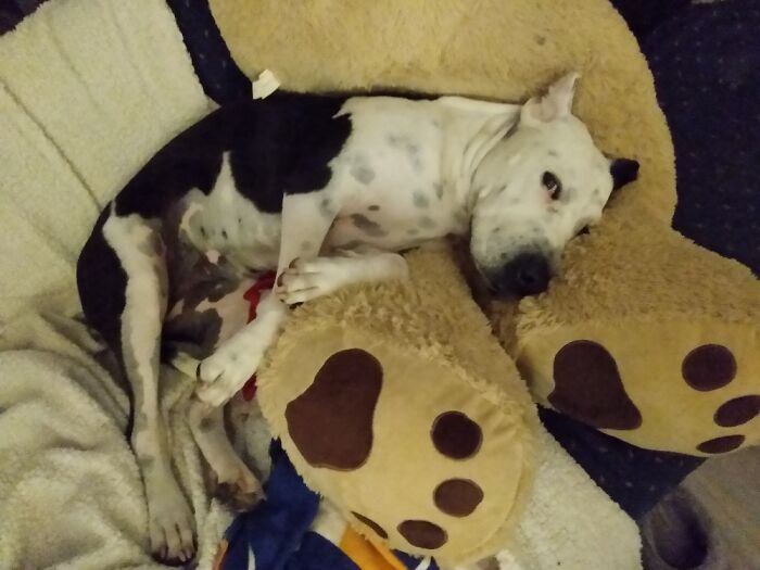 Hey Pandas, What’s Your Rescue Pet’s Name And Picture? Hey Pandas, What’s Your Rescue Pet’s Name And Picture?