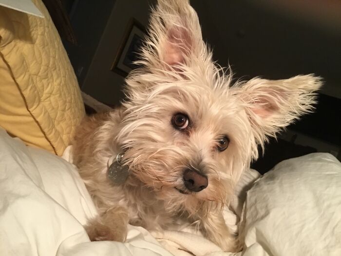 Hey Pandas, What’s Your Rescue Pet’s Name And Picture? Hey Pandas, What’s Your Rescue Pet’s Name And Picture?