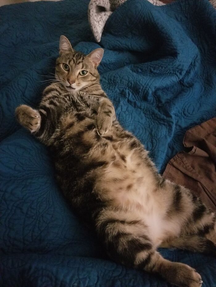 Hey Pandas, What’s Your Rescue Pet’s Name And Picture? Hey Pandas, What’s Your Rescue Pet’s Name And Picture?