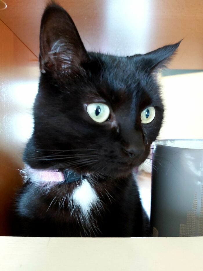 Hey Pandas, What’s Your Rescue Pet’s Name And Picture? Hey Pandas, What’s Your Rescue Pet’s Name And Picture?