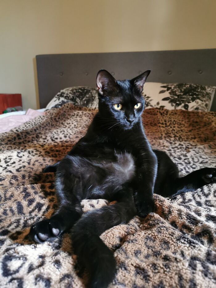 Hey Pandas, What’s Your Rescue Pet’s Name And Picture? Hey Pandas, What’s Your Rescue Pet’s Name And Picture?