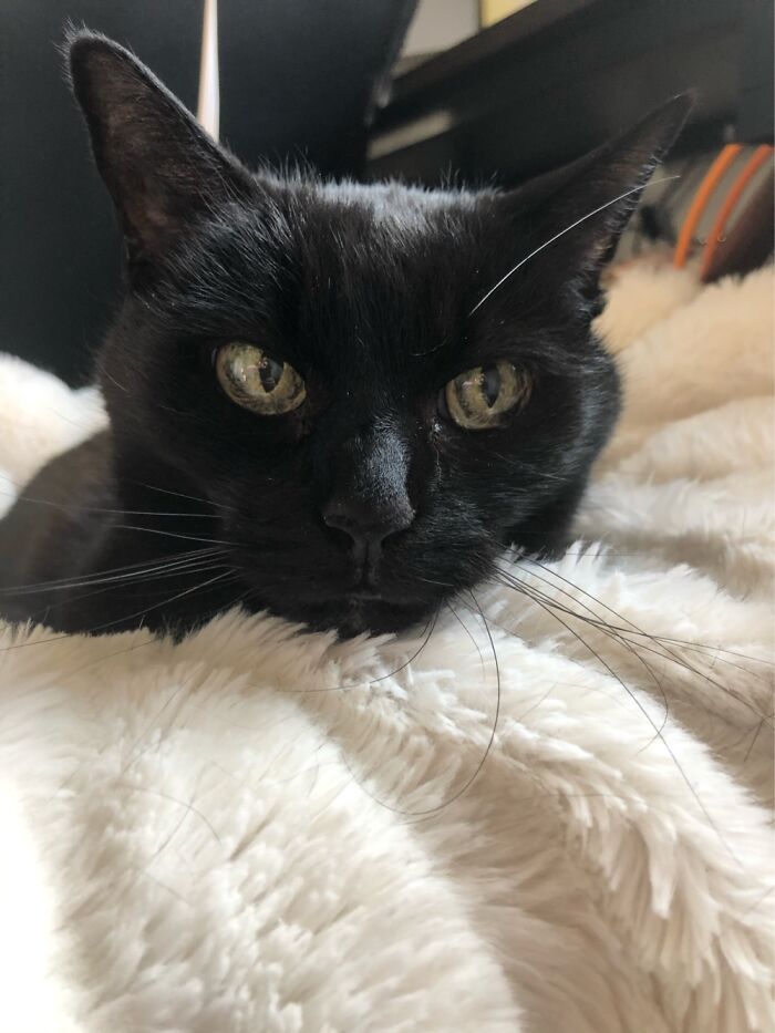 Hey Pandas, What’s Your Rescue Pet’s Name And Picture? Hey Pandas, What’s Your Rescue Pet’s Name And Picture?