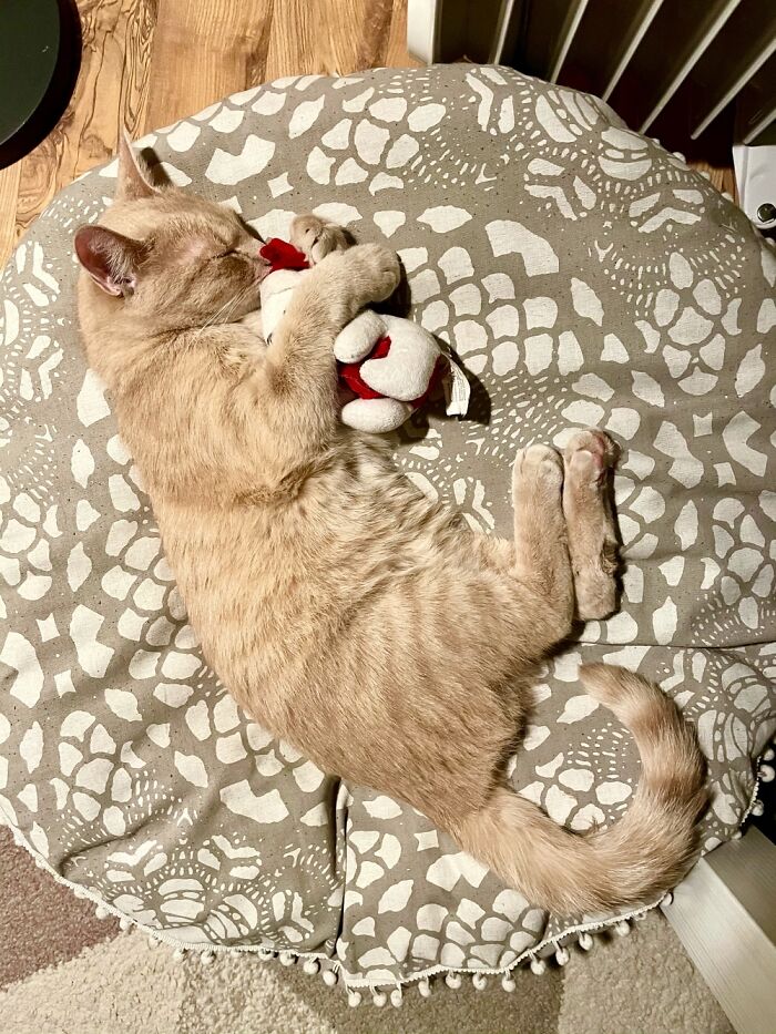 Hey Pandas, What’s Your Rescue Pet’s Name And Picture? Hey Pandas, What’s Your Rescue Pet’s Name And Picture?