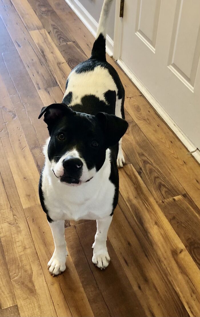 Hey Pandas, What’s Your Rescue Pet’s Name And Picture? Hey Pandas, What’s Your Rescue Pet’s Name And Picture?