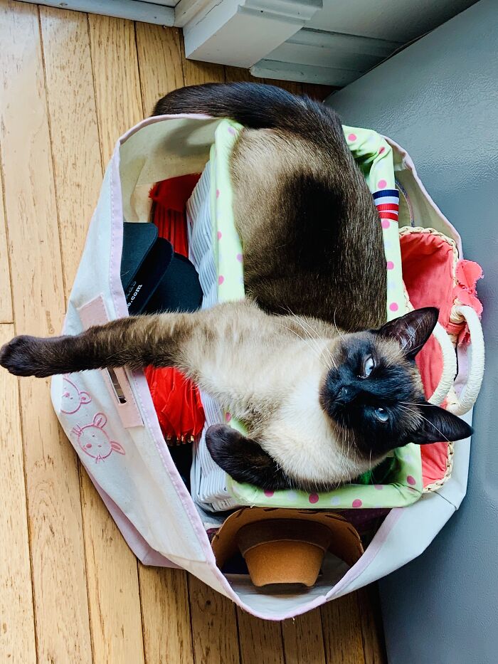 Hey Pandas, What’s Your Rescue Pet’s Name And Picture? Hey Pandas, What’s Your Rescue Pet’s Name And Picture?