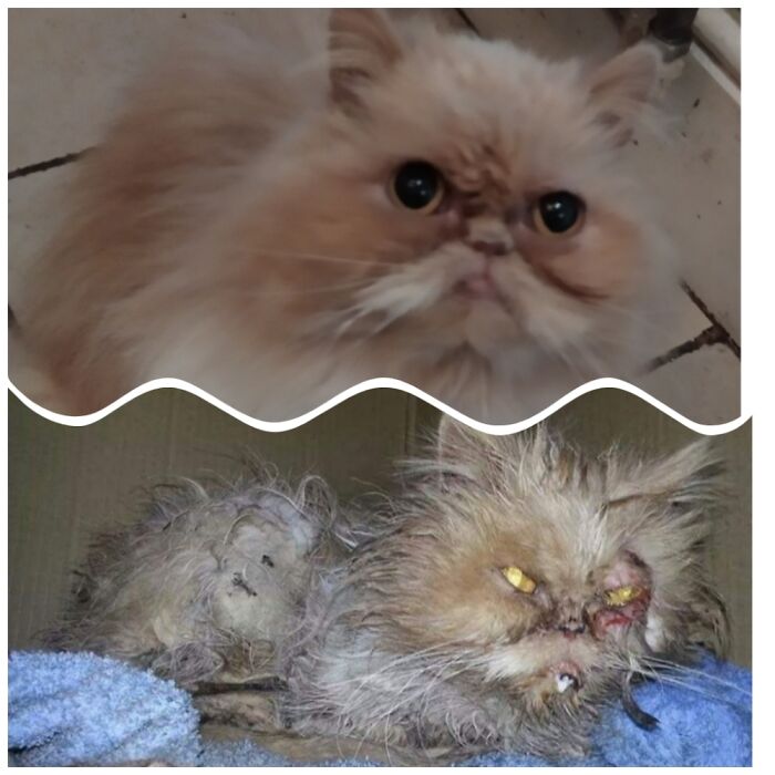 Hey Pandas, What’s Your Rescue Pet’s Name And Picture? Hey Pandas, What’s Your Rescue Pet’s Name And Picture?