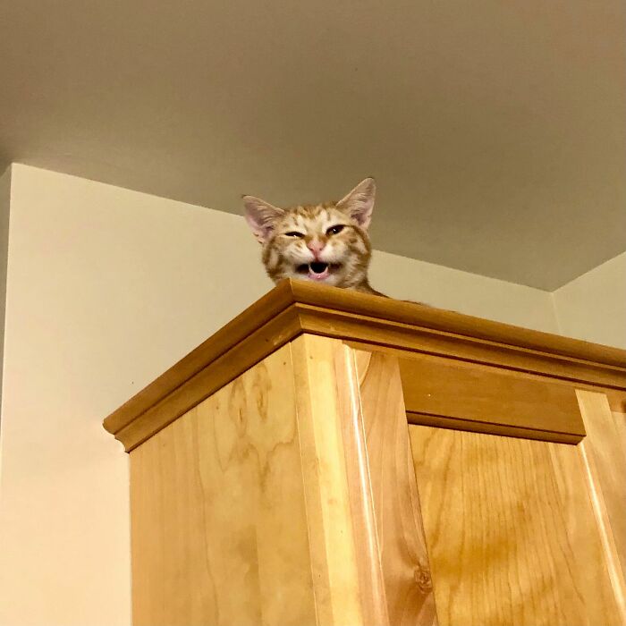 Hey Pandas, What’s Your Rescue Pet’s Name And Picture? Hey Pandas, What’s Your Rescue Pet’s Name And Picture?