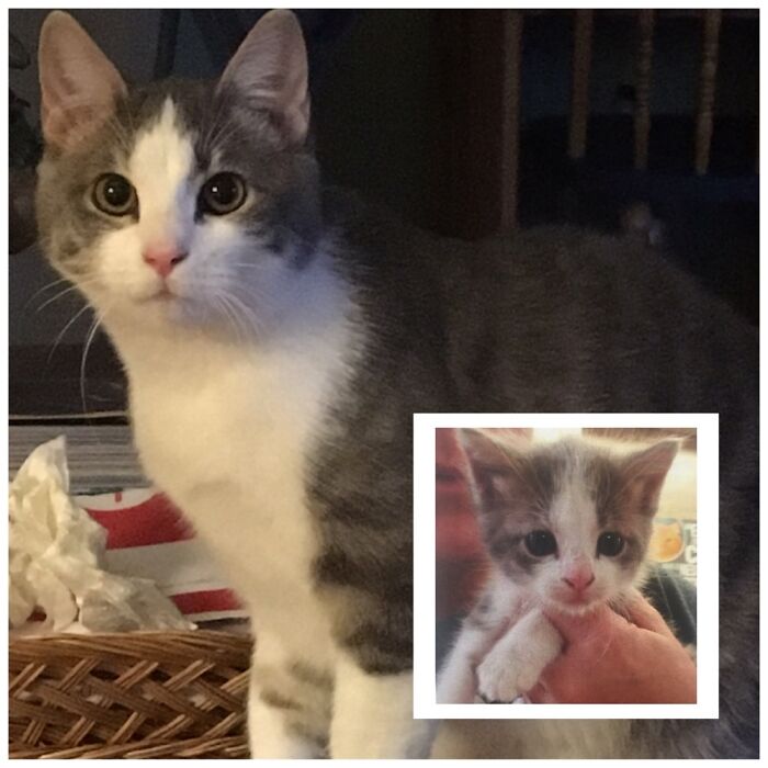 Hey Pandas, What’s Your Rescue Pet’s Name And Picture? Hey Pandas, What’s Your Rescue Pet’s Name And Picture?