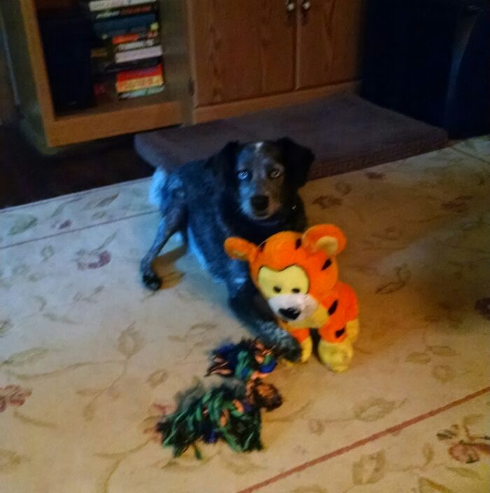 Hey Pandas, What’s Your Rescue Pet’s Name And Picture? Hey Pandas, What’s Your Rescue Pet’s Name And Picture?