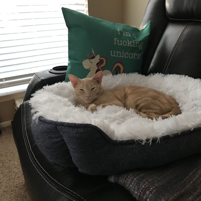 Hey Pandas, What’s Your Rescue Pet’s Name And Picture? Hey Pandas, What’s Your Rescue Pet’s Name And Picture?