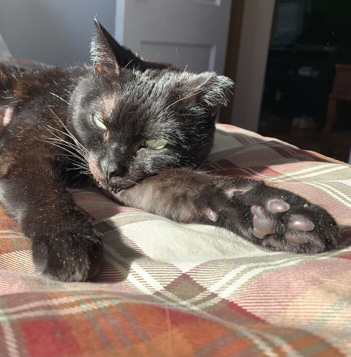 Hey Pandas, What’s Your Rescue Pet’s Name And Picture? Hey Pandas, What’s Your Rescue Pet’s Name And Picture?