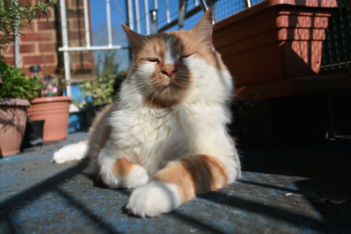 Hey Pandas, What’s Your Rescue Pet’s Name And Picture? Hey Pandas, What’s Your Rescue Pet’s Name And Picture?