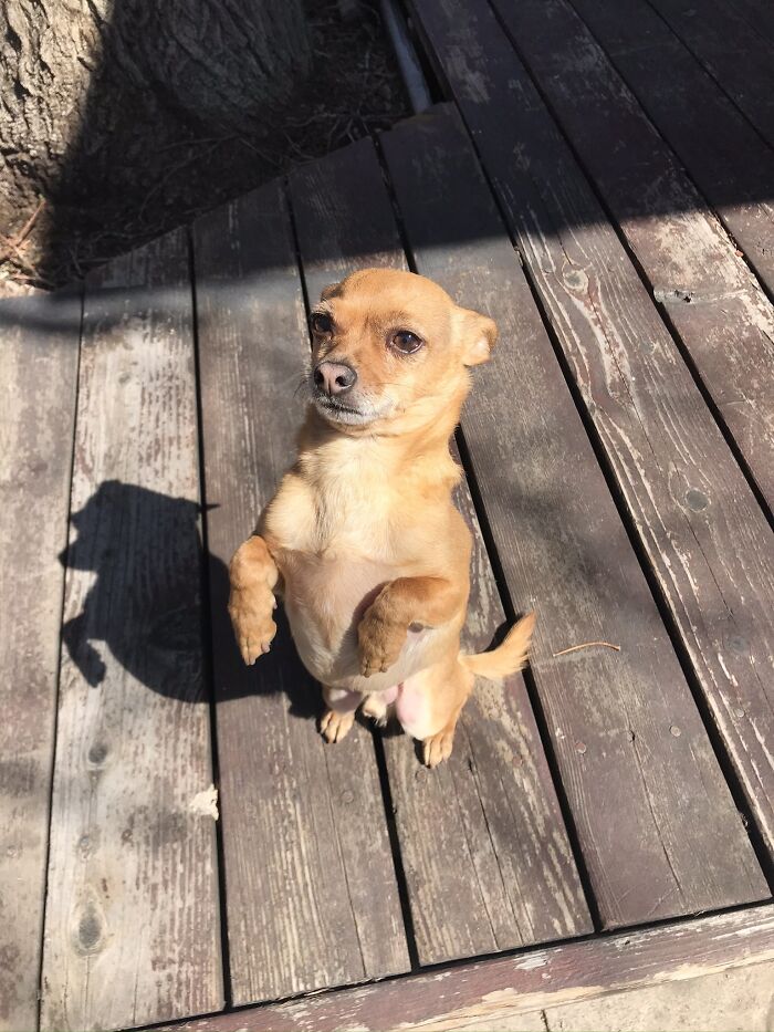 Hey Pandas, What’s Your Rescue Pet’s Name And Picture? Hey Pandas, What’s Your Rescue Pet’s Name And Picture?