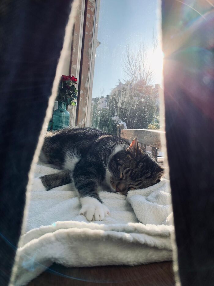 Hey Pandas, What’s Your Rescue Pet’s Name And Picture? Hey Pandas, What’s Your Rescue Pet’s Name And Picture?