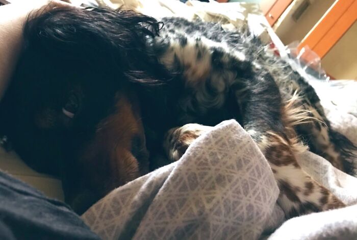 Hey Pandas, What’s Your Rescue Pet’s Name And Picture? Hey Pandas, What’s Your Rescue Pet’s Name And Picture?