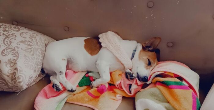 Hey Pandas, What’s Your Rescue Pet’s Name And Picture? Hey Pandas, What’s Your Rescue Pet’s Name And Picture?