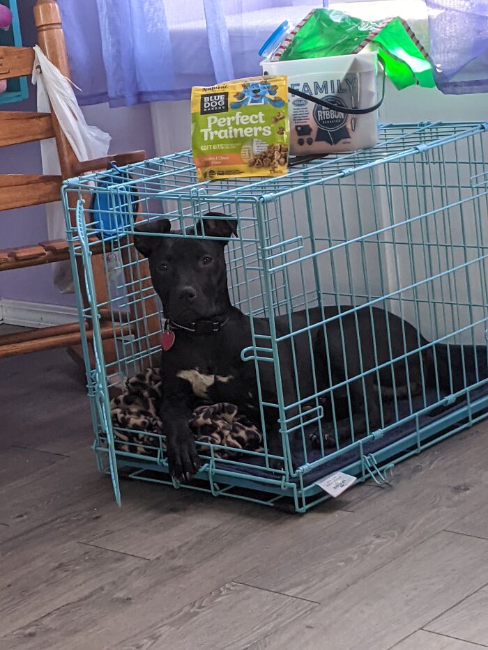 Hey Pandas, What’s Your Rescue Pet’s Name And Picture? Hey Pandas, What’s Your Rescue Pet’s Name And Picture?