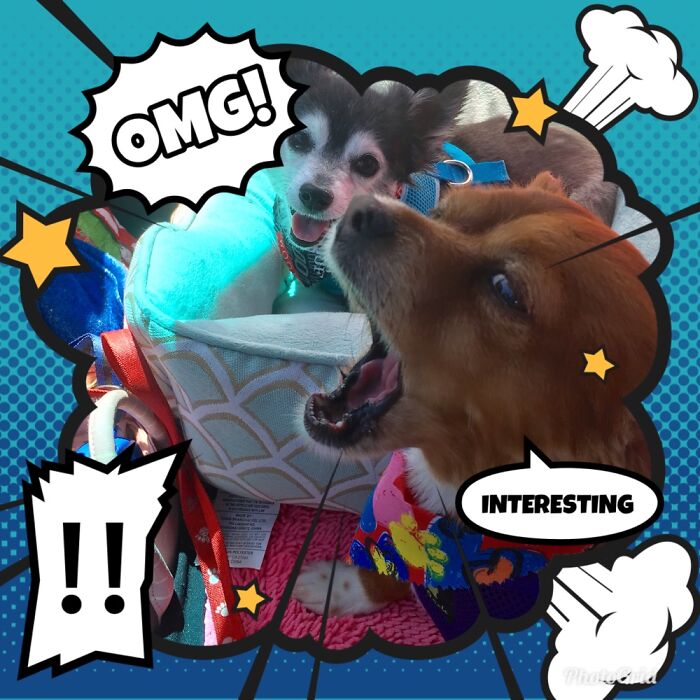 Hey Pandas, Take A Pic And Add A Fun Twist To It (Closed)