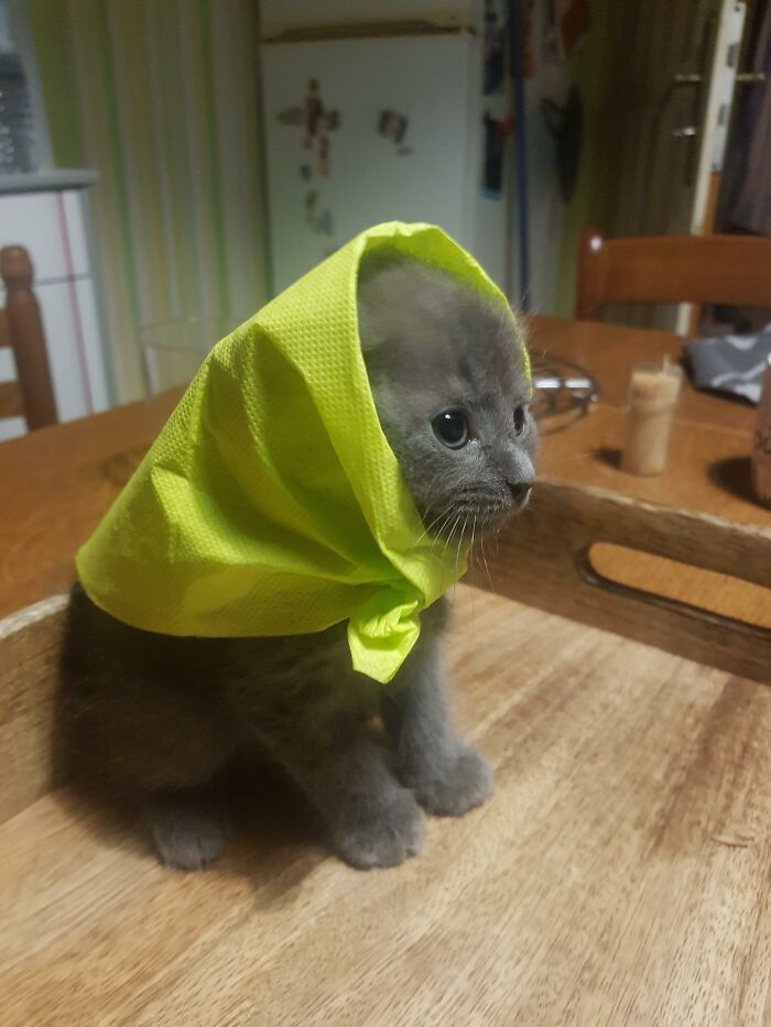 This Online Group Is Dedicated To Adorable Cat Babushkas (30 Pics)