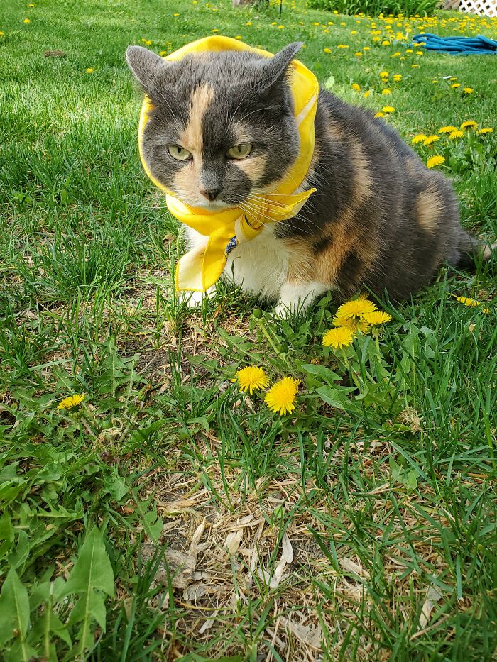 This Online Group Is Dedicated To Adorable Cat Babushkas (30 Pics)
