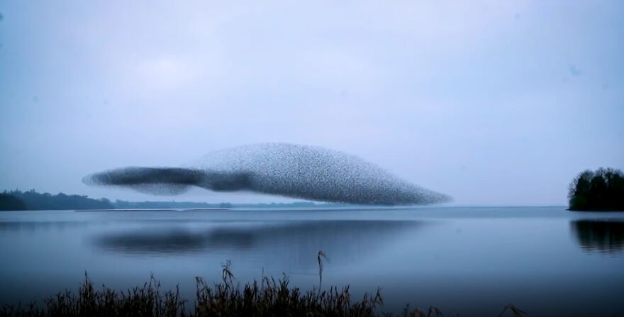 After Following Starlings For 3 Months, This Irish Photographer Captures An Incredible Murmuration In The Shape Of A Huge Bird After Following Starlings For 3 Months, This Irish Photographer Captures An Incredible Murmuration In The Shape Of A Huge Bird