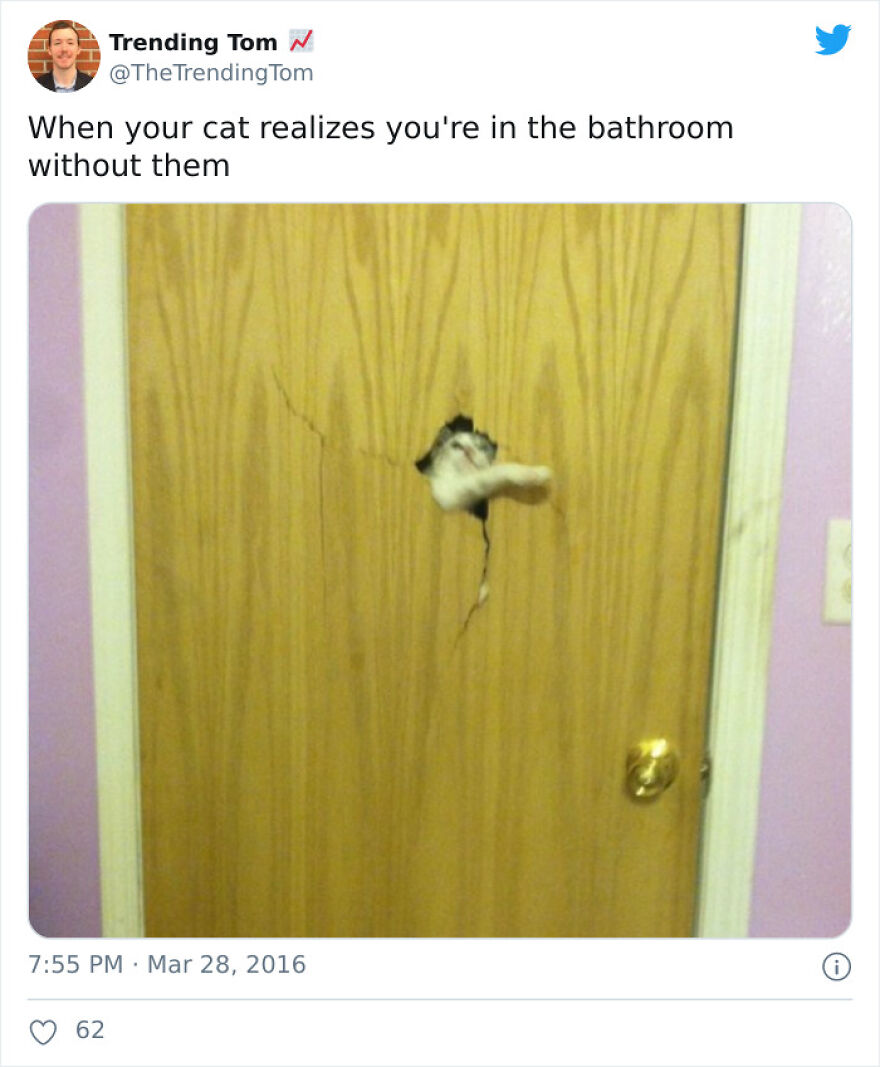 Hey Pandas, Post The Funniest Animal Meme (Closed)