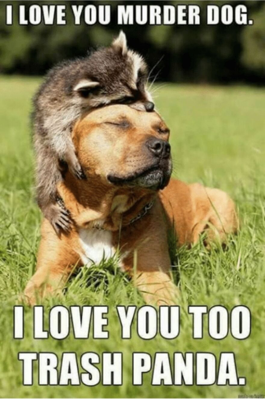 Hey Pandas, Post The Funniest Animal Meme (Closed)