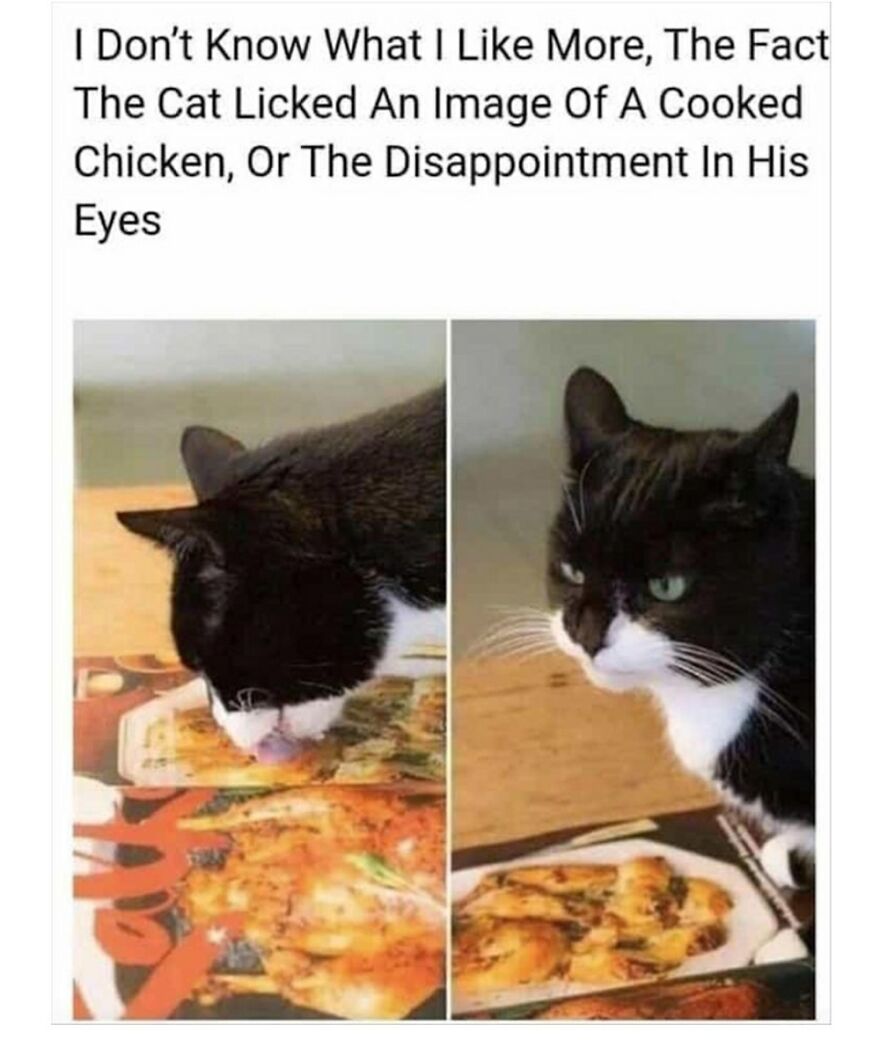 Hey Pandas, Post The Funniest Animal Meme (Closed)