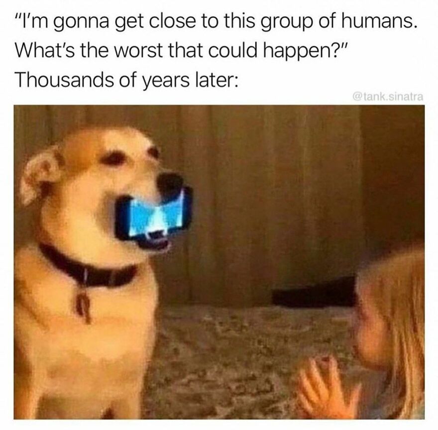 Hey Pandas, Post The Funniest Animal Meme (Closed)