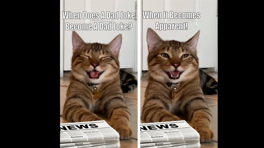 Hey Pandas, Post The Funniest Animal Meme (Closed)