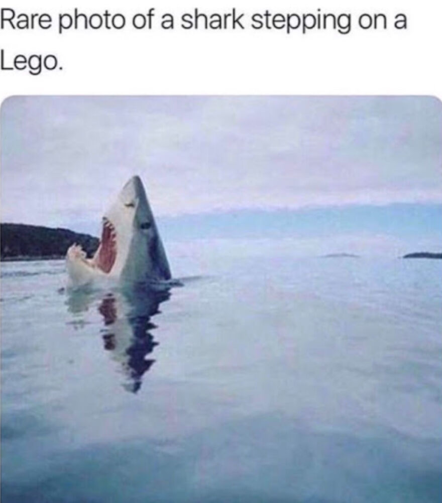 Hey Pandas, Post The Funniest Animal Meme (Closed)