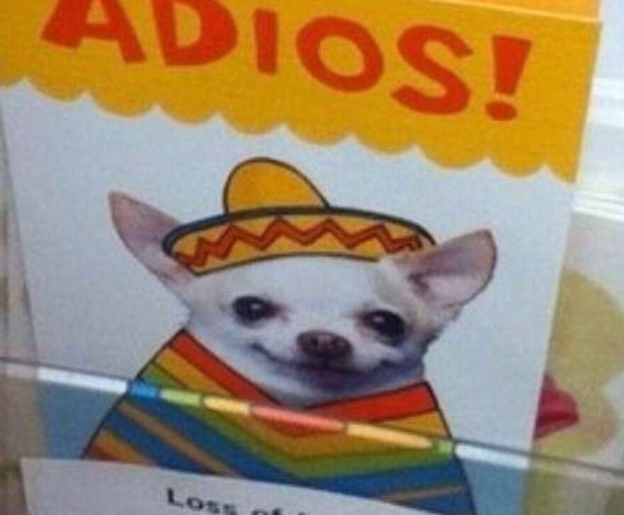 Hey Pandas, Post The Funniest Animal Meme (Closed)