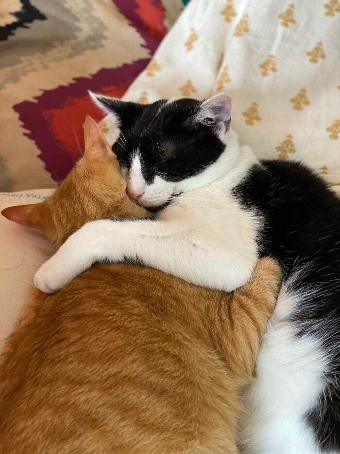 Hey Pandas, Post A Picture Of Your Sleepy Pet (Closed) Hey Pandas, Post A Picture Of Your Sleepy Pet (Closed)