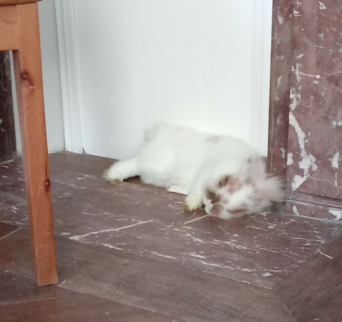 Hey Pandas, Post A Picture Of Your Sleepy Pet (Closed) Hey Pandas, Post A Picture Of Your Sleepy Pet (Closed)